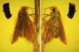 mm Caddisfly (Trichoptera) In Baltic Amber #123365-2